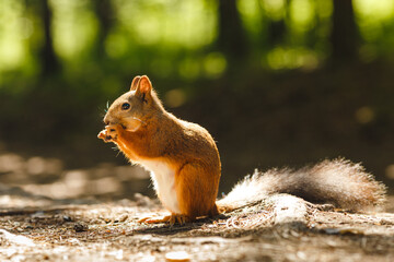 wild squirrel eating in the forest