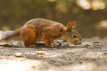 wild squirrel eating in the forest