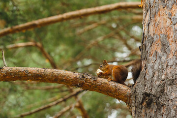 wild squirrel eating on a tree in the forest