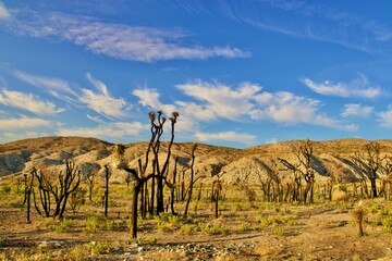 Fototapeta na wymiar California Desert Landscape With Mountain Background