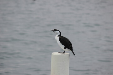 Black faced cormorant