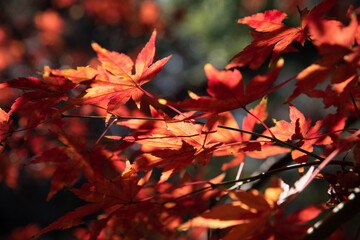 beautiful red maple leaf in autumn background. close-up. 