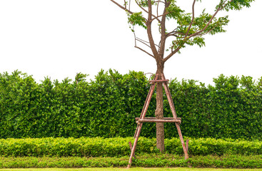 Bushes or walls of green plants and trees isolated on white background.
