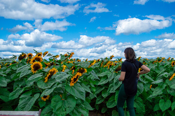 woman in a sunflower field