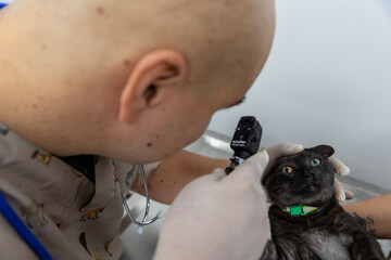 Veterinarian in brown uniform attends to a black cat