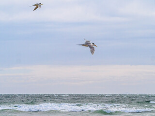 Fototapeta na wymiar Terns Passing