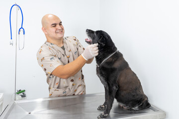Veterinarian in brown uniform attends to a black dog
