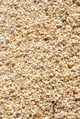 Texture of whole grains of corn just grown and taken out of the harvester hopper