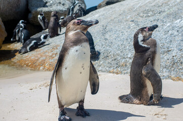 Naklejka premium 南アフリカ・ボルダーズビーチ（青い海とペンギン）