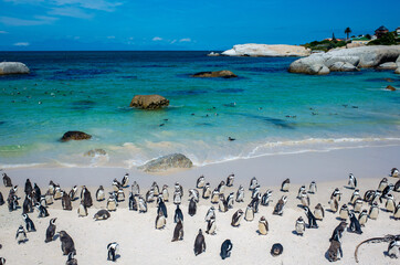 Fototapeta na wymiar 南アフリカ・ボルダーズビーチ（青い海とペンギン）