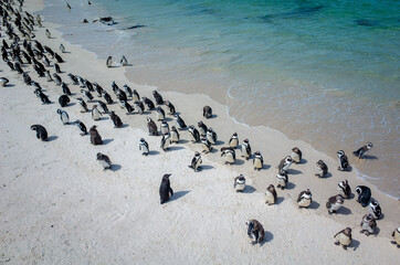 南アフリカ・ボルダーズビーチ（青い海とペンギン）