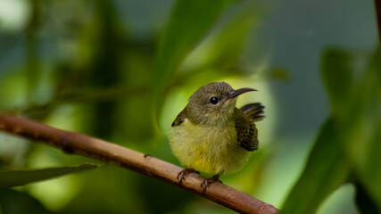 a bird on a branch