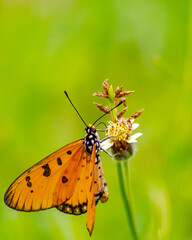 butterfly on flower