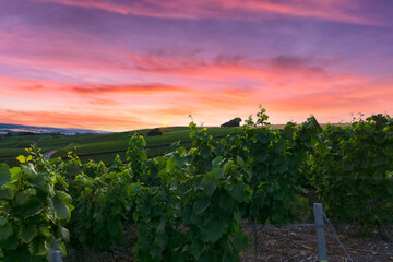Row vine grape in champagne vineyards at montagne de reims