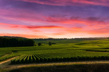 Row vine grape in champagne vineyards at montagne de reims