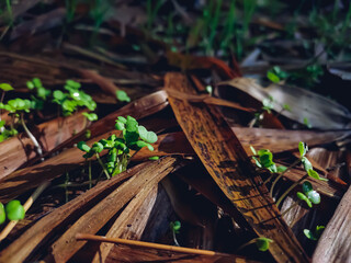 Some small new born grass close-up macro shot in the morning in a winter season in india.