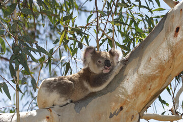 Wild Koala resting on branch of large Gum Tree