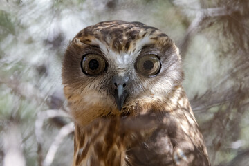 Southern Boobook Owl roosting by day in a bush