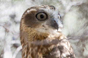 Southern Boobook Owl roosting by day in a bush