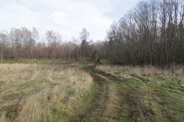 path in the forest
