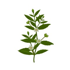 Eclipta Alba, Eclipta Prostrata or Bhringraj, also known as False Daisy is an effective herbal medicinal plant in Ayurvedic medicine. vector illustration.