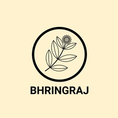 Bhringraj logo design, Eclipta Alba or Eclipta Prostrata, also known as False Daisy is an effective herbal medicinal plant in Ayurvedic medicine. vector illustration.