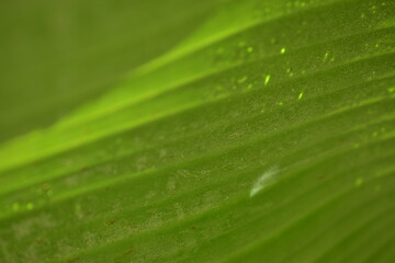 banana leaf close-up with moisture droplets