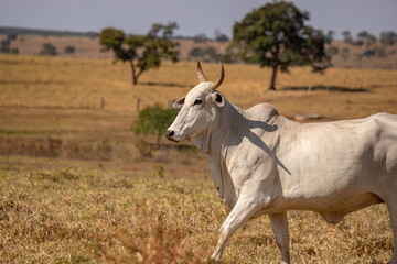 Adult cow in a farm