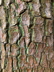 巨大な大木の樹皮のテクスチャ素材_a_01