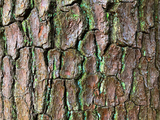 巨大な大木の樹皮のテクスチャ素材_a_02