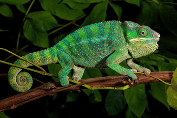 Absolutely Cool - Green Panther Chameleon