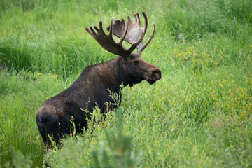 Bull moose with large antlers walking through green meadow 
