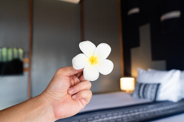 Frangipani flower or Lan Thom in Asian Thai hand in front of king bedroom at hotel with morning light from outside room.