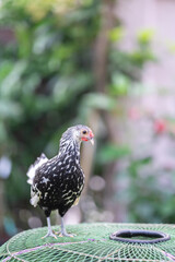Hamburg Chick at the outdoor field in human home garden.