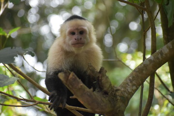Naklejka na ściany i meble White-Faced Capuchin in Costa Rica