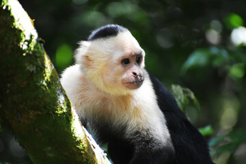 White-Faced Capuchin in Costa Rica