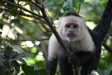 White-Faced Capuchin in Costa Rica