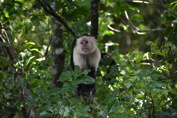 White-Faced Capuchin in Costa Rica