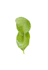 Old leaves fresh kaffir lime leaves yellowish green. isolated on white background, organic ,herb. top view. Spices are popular in Thailand to cook aromatic dishes. It is a food ingredient in Thailand.