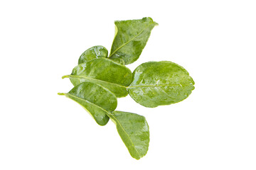 Branches with leaves fresh kaffir lime leaves isolated on white background, organic ,herb. top view. Spices are popular in Thailand to cook aromatic dishes. It is a food ingredient in Thailand.