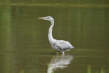 grey heron in the pond