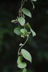 Fototapeta na wymiar Snailseed flowers. Menispermaceae vine plant.