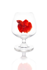 Red Siamese fish in wine glass.