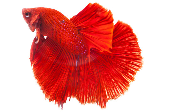 Siamese red fighting fish on a white background.