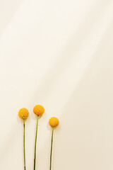Minimal natural background with yellow Craspedia flowers on beige colored. Bright blossom sunlight and shadows
