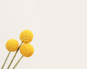 Minimal floral background with fresh yellow round Billy Balls flowers on beige fon