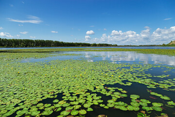 Natural summer landscape with lake, green grass and blue sky. Water lilies on surface of water in Omsk region, Russia.