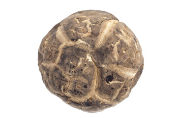 Dried shiitake mushroom on white background.