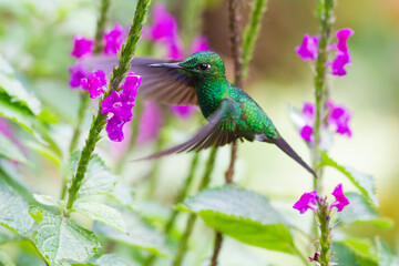 鳥の宝石ともいわれる小さくて美しいハチドリ