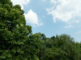 Obraz na płótnie Canvas trees and clear blue sky with white clouds
